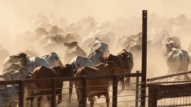 SA Cattle
