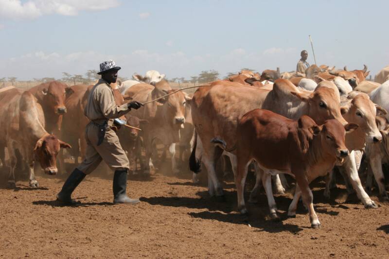 Cattle SA